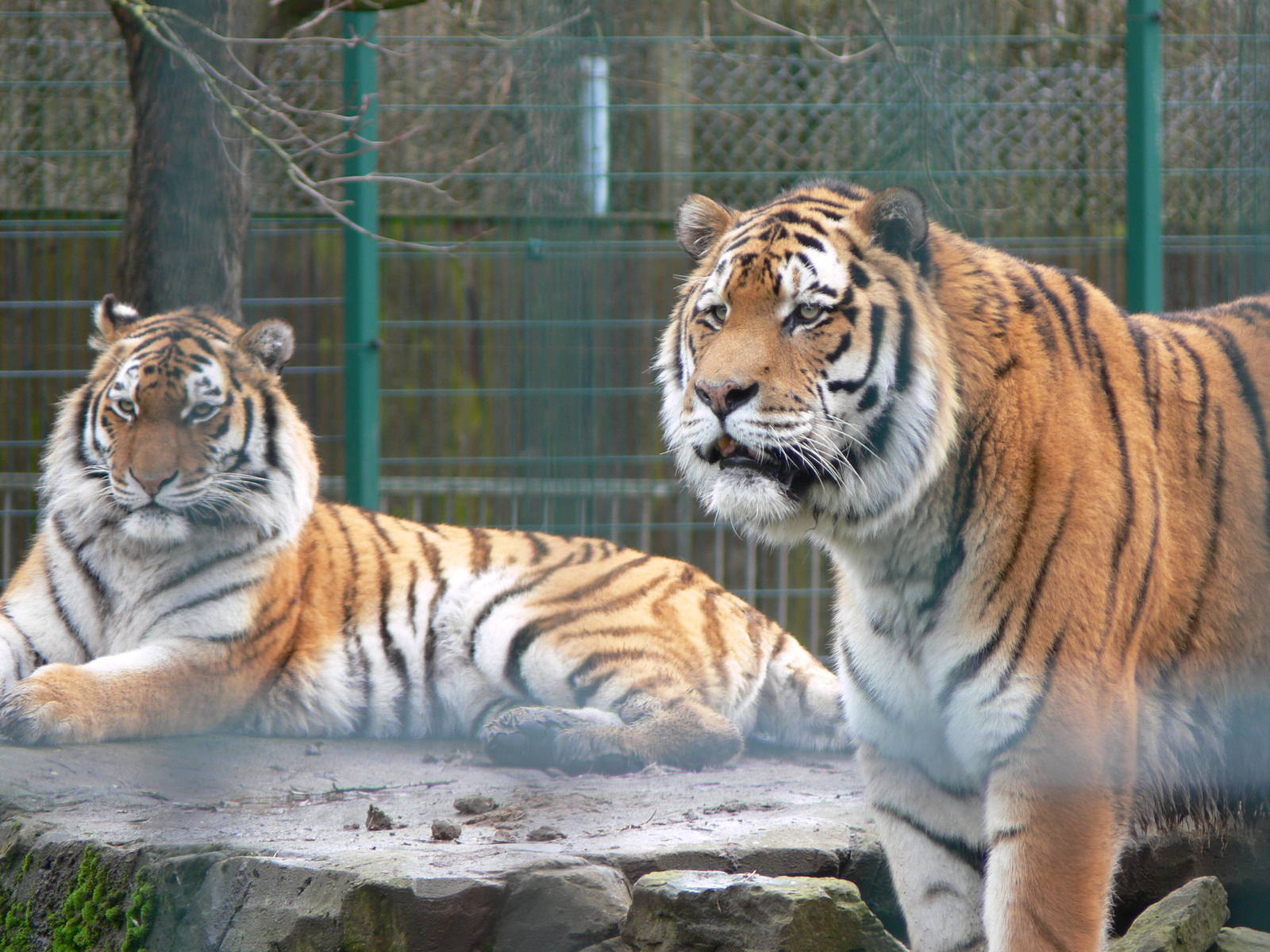 Amur Tiger pair at Blackpool Zoo, 27/01/13