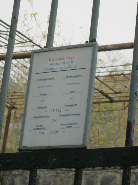 amur tiger panel( Armenia ) Yerevan zoo
