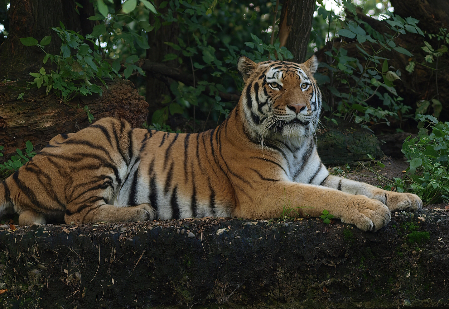 Amur tiger (Panthera tigris altaica), 2014-10-19