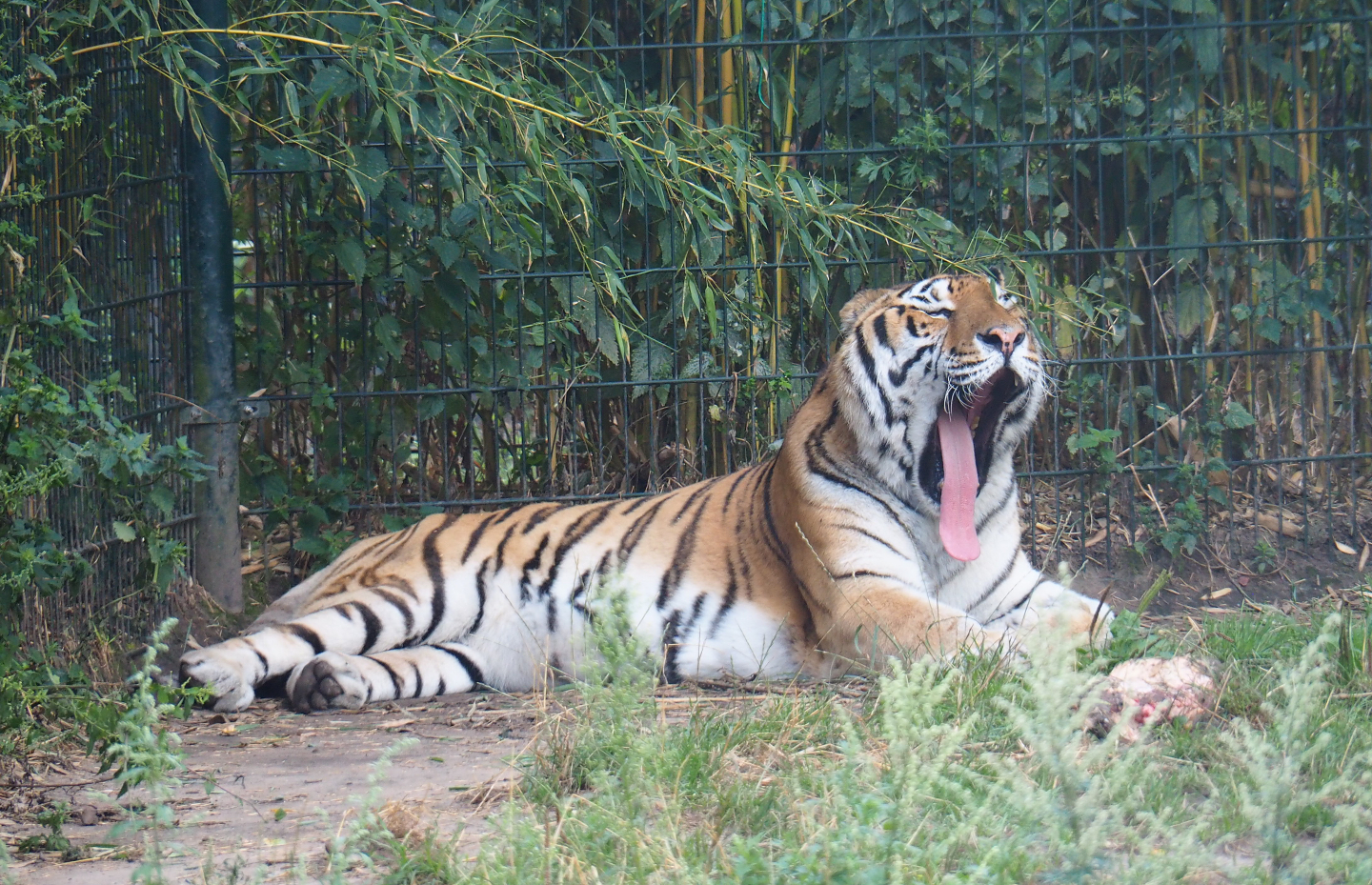 Amur tiger (Panthera tigris altaica), 2019-08-11