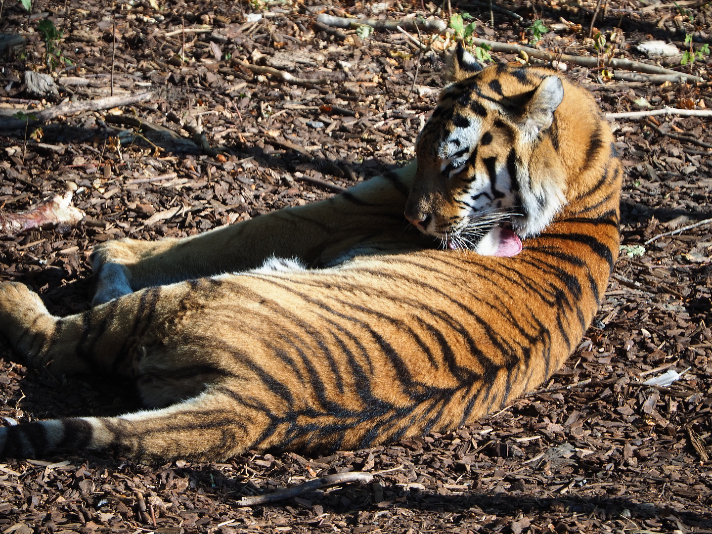 Amur tiger (Panthera tigris altaica), 2020-09-02