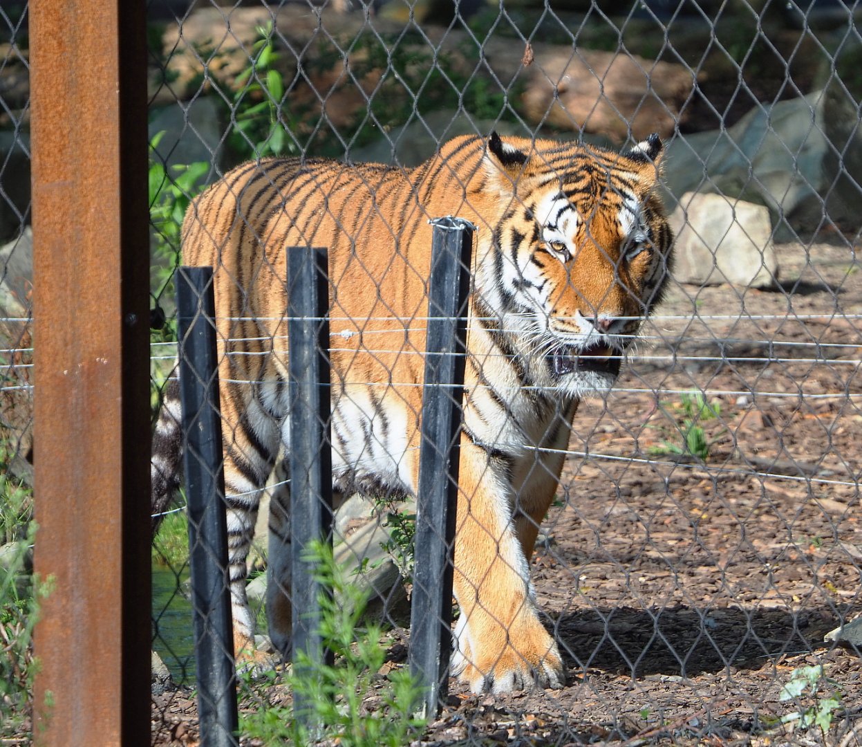 Amur tiger (Panthera tigris altaica), 2021-09-02