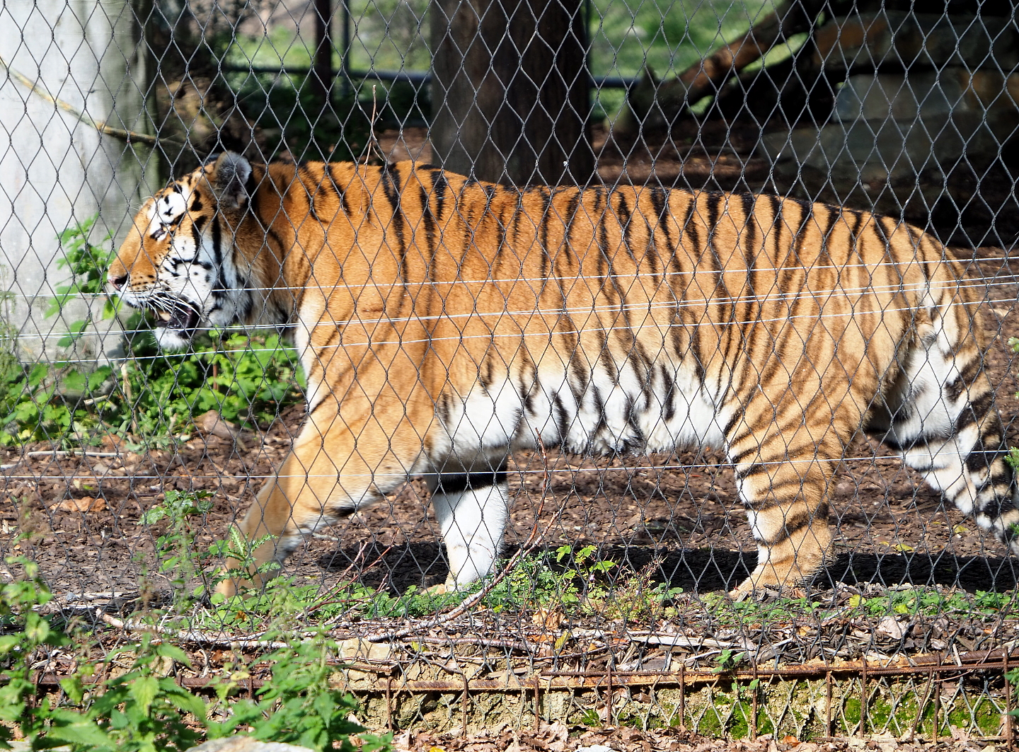 Amur tiger (Panthera tigris altaica), 2021-09-02