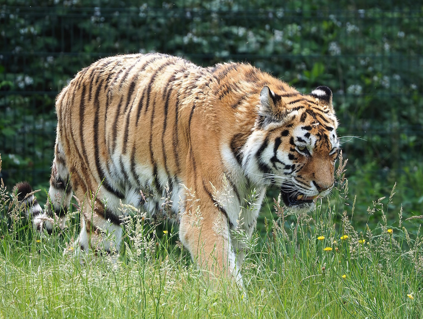Amur tiger (Panthera tigris altaica), 2022-06-12