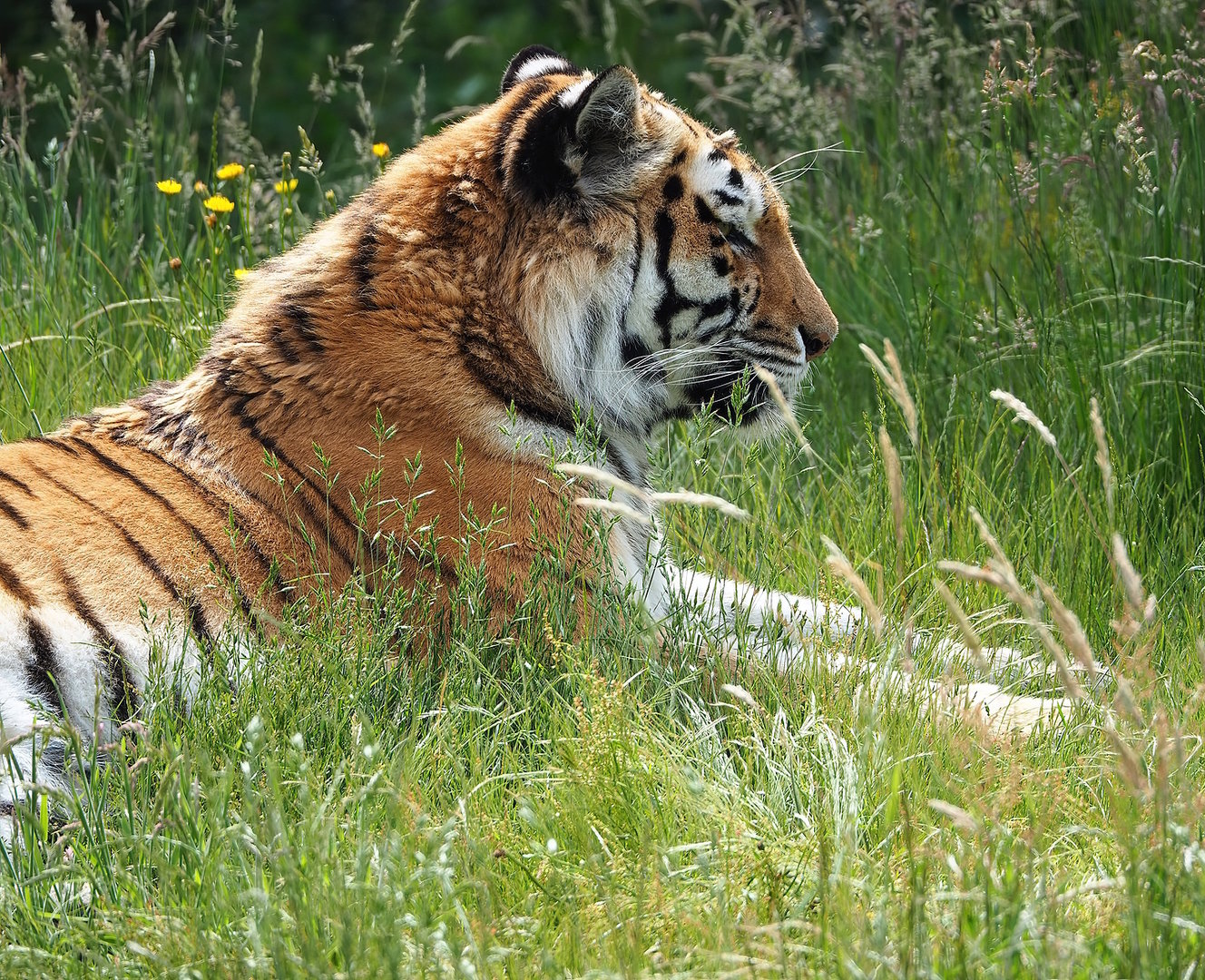 Amur tiger (Panthera tigris altaica), 2022-06-12