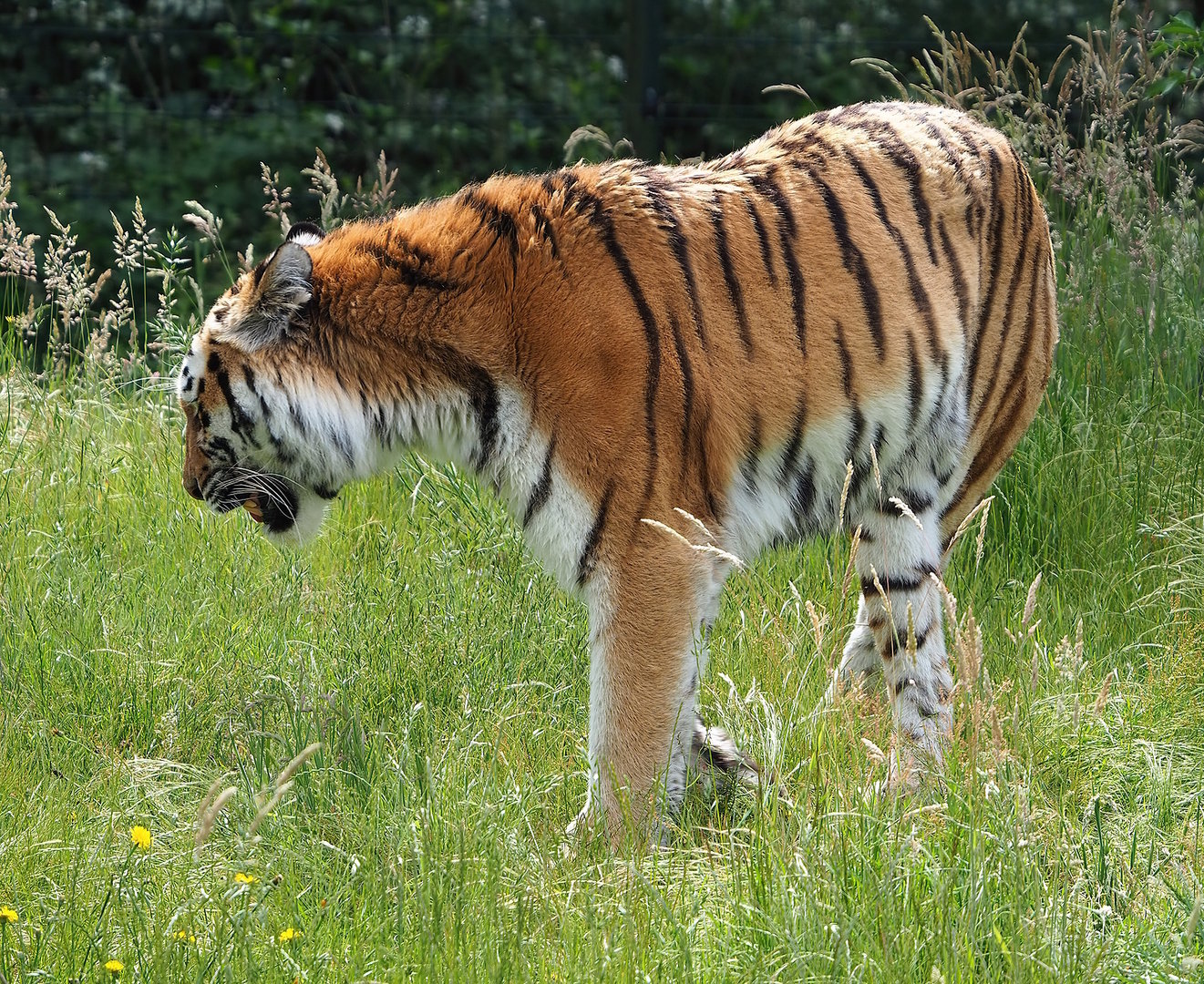 Amur tiger (Panthera tigris altaica), 2022-06-12