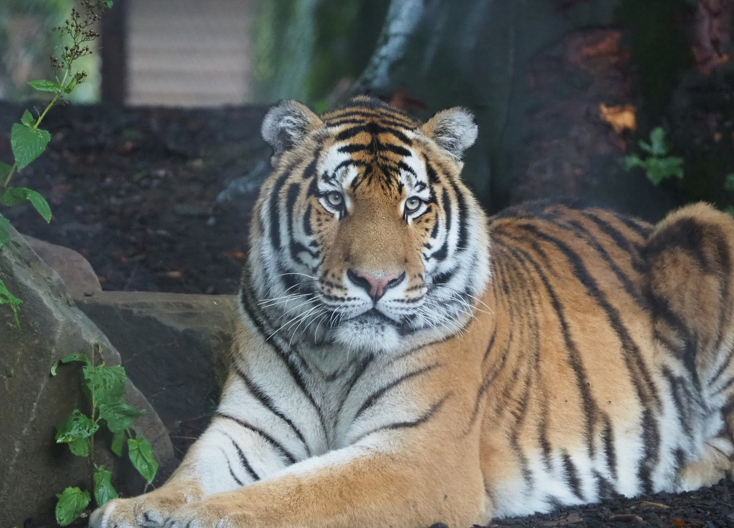 Amur tiger (Panthera tigris altaica), 2022-09-14