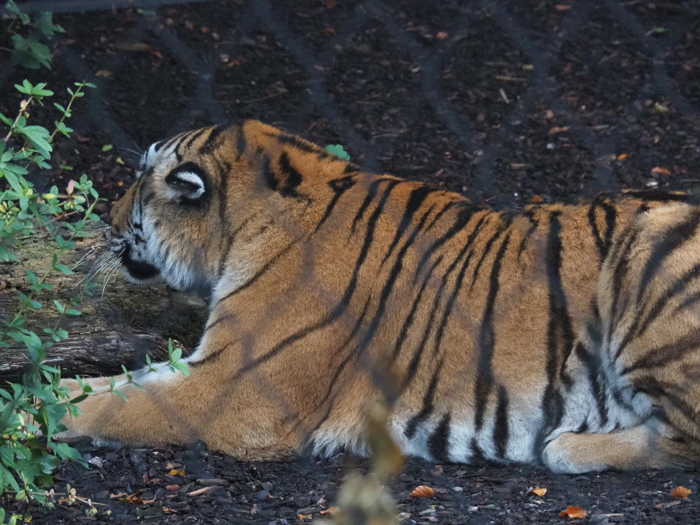 Amur tiger (Panthera tigris altaica), 2022-09-14