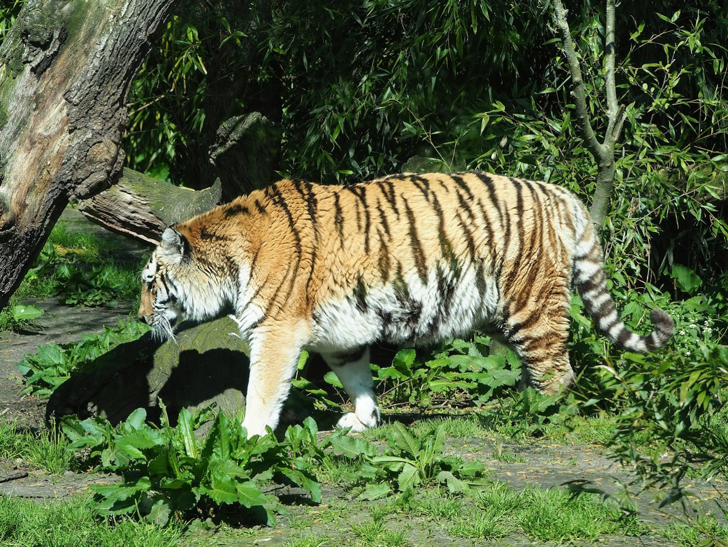 Amur tiger (Panthera tigris altaica), 2023-04-30