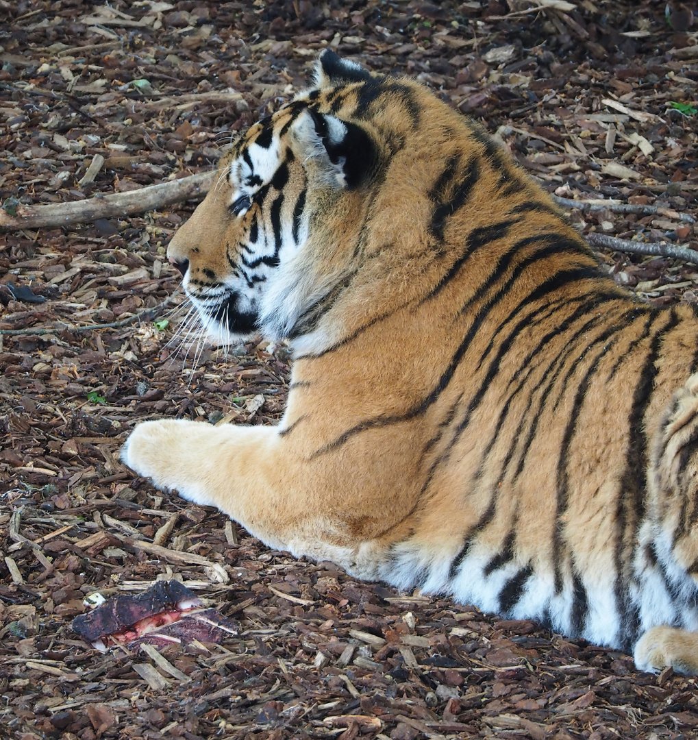 Amur tiger (Panthera tigris altaica), 2023-05-15