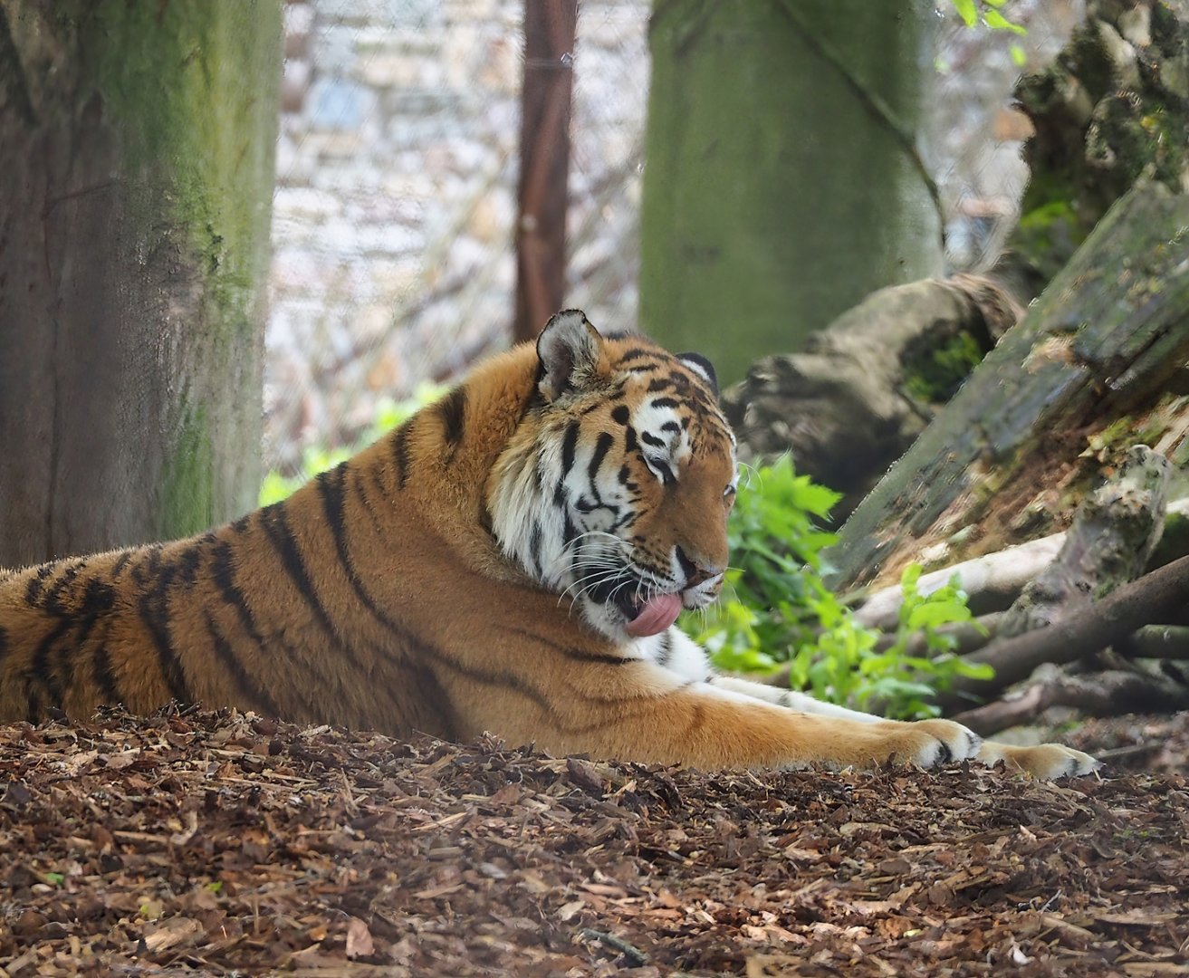 Amur tiger (Panthera tigris altaica), 2023-05-16