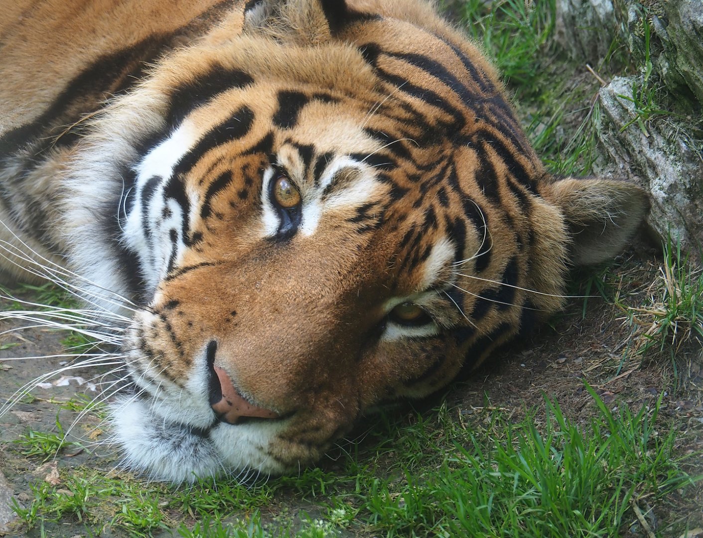 Amur tiger (Panthera tigris altaica), 2023-06-24