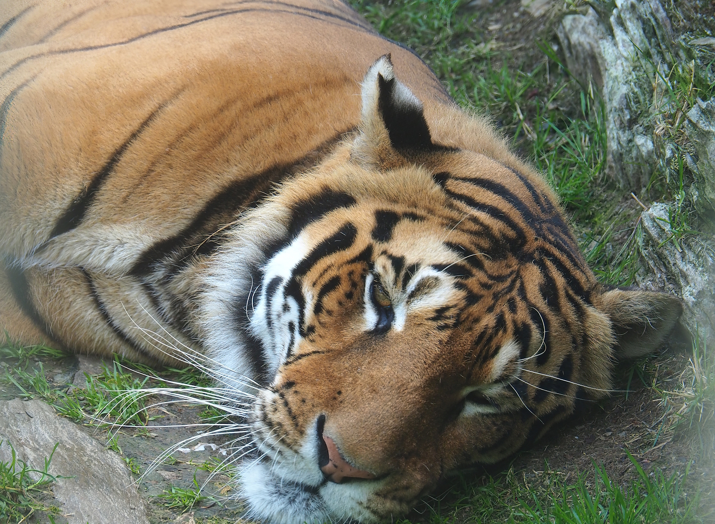 Amur tiger (Panthera tigris altaica), 2023-06-24