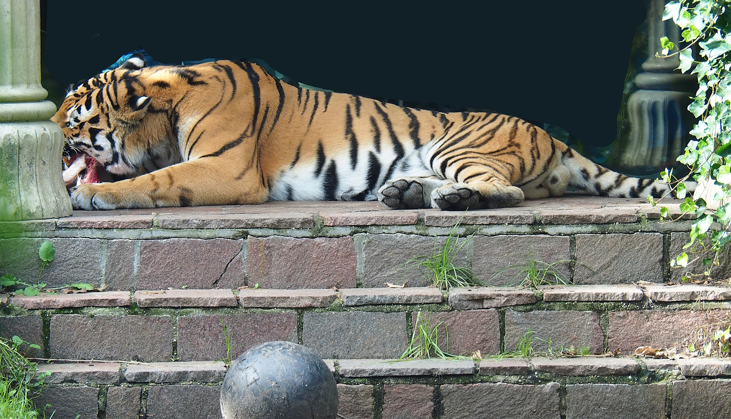 Amur tiger (Panthera tigris altaica), 2023-09-24