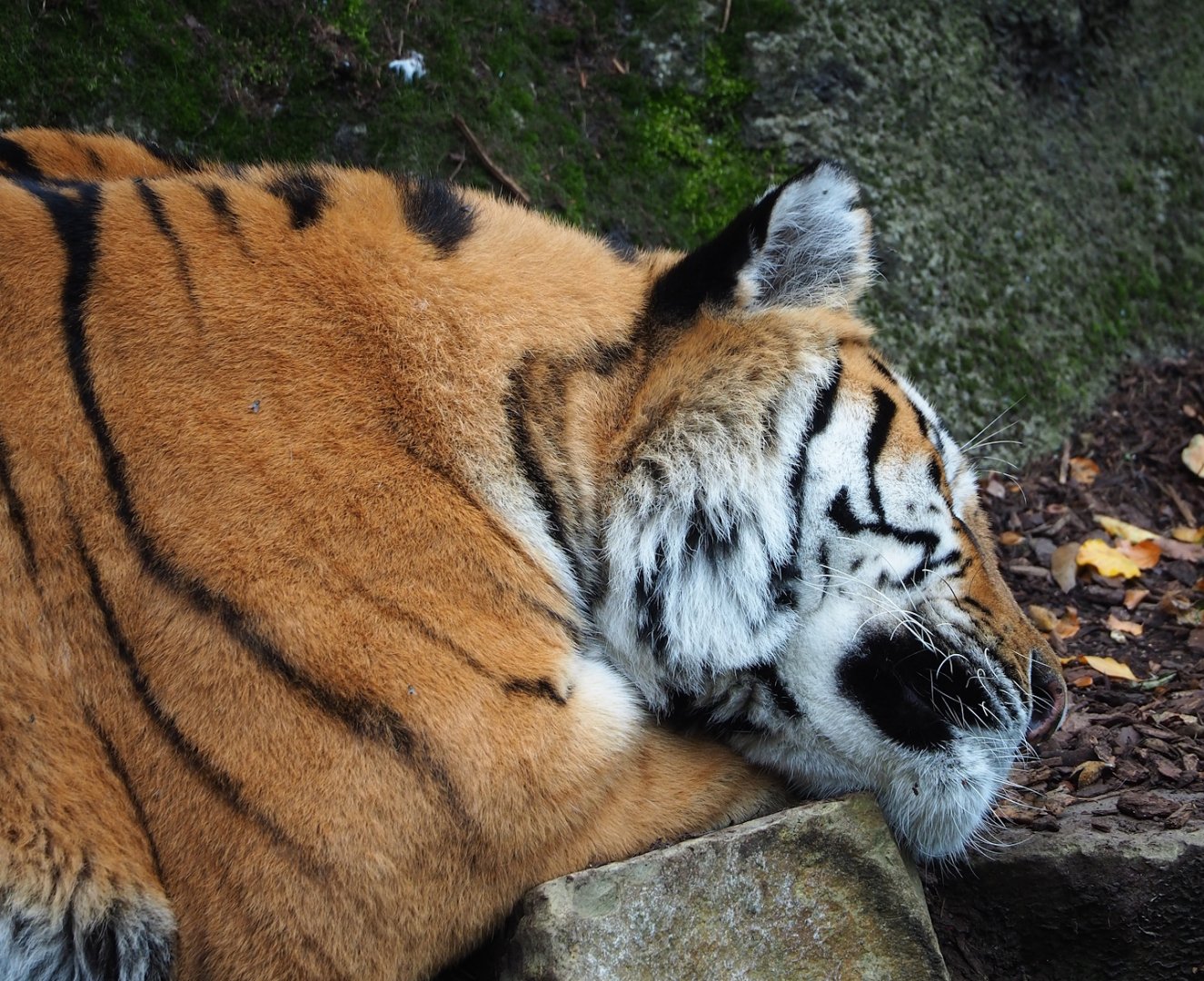 Amur tiger (Panthera tigris altaica), 2023-10-13