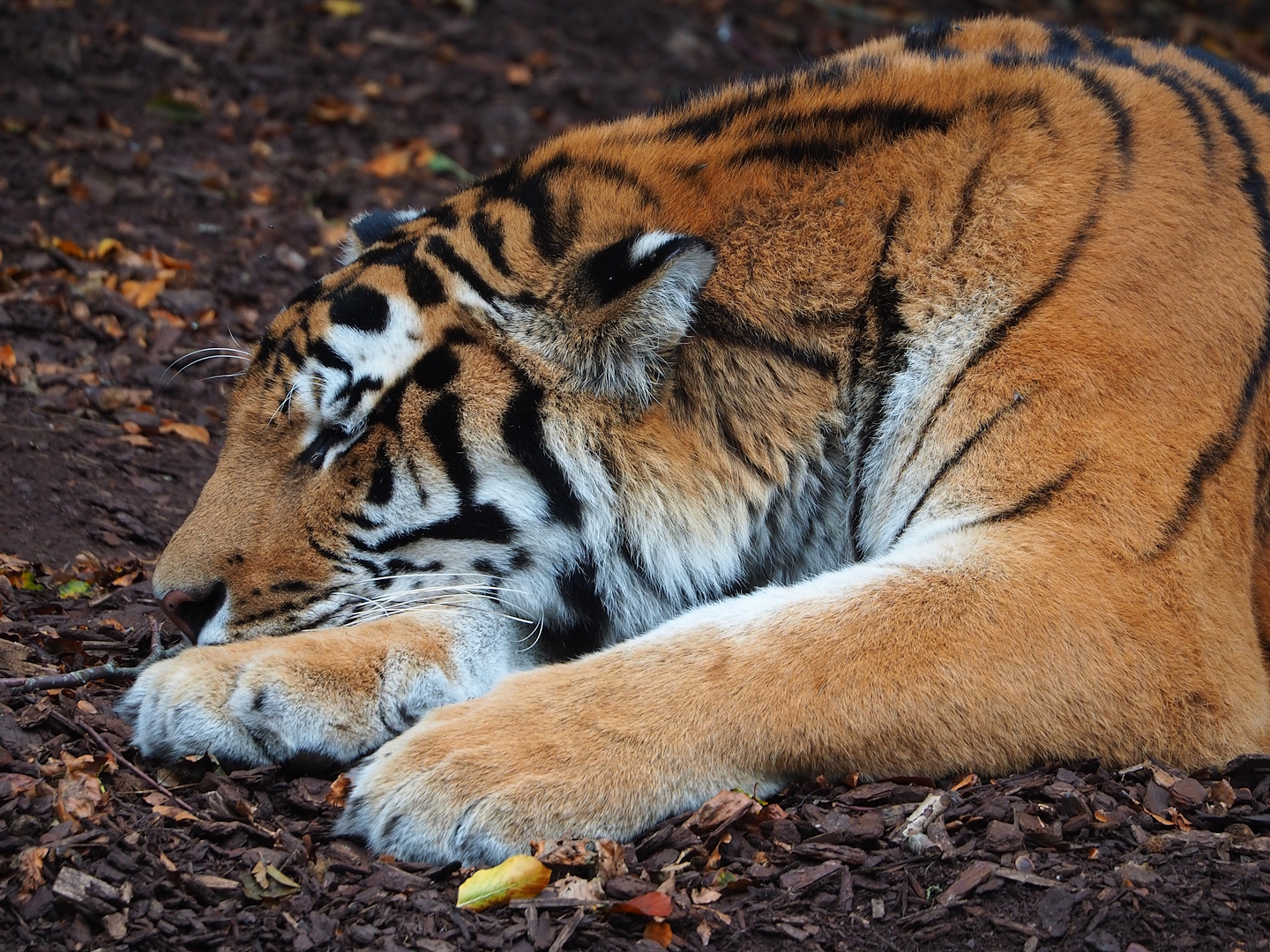 Amur tiger (Panthera tigris altaica), 2023-10-13