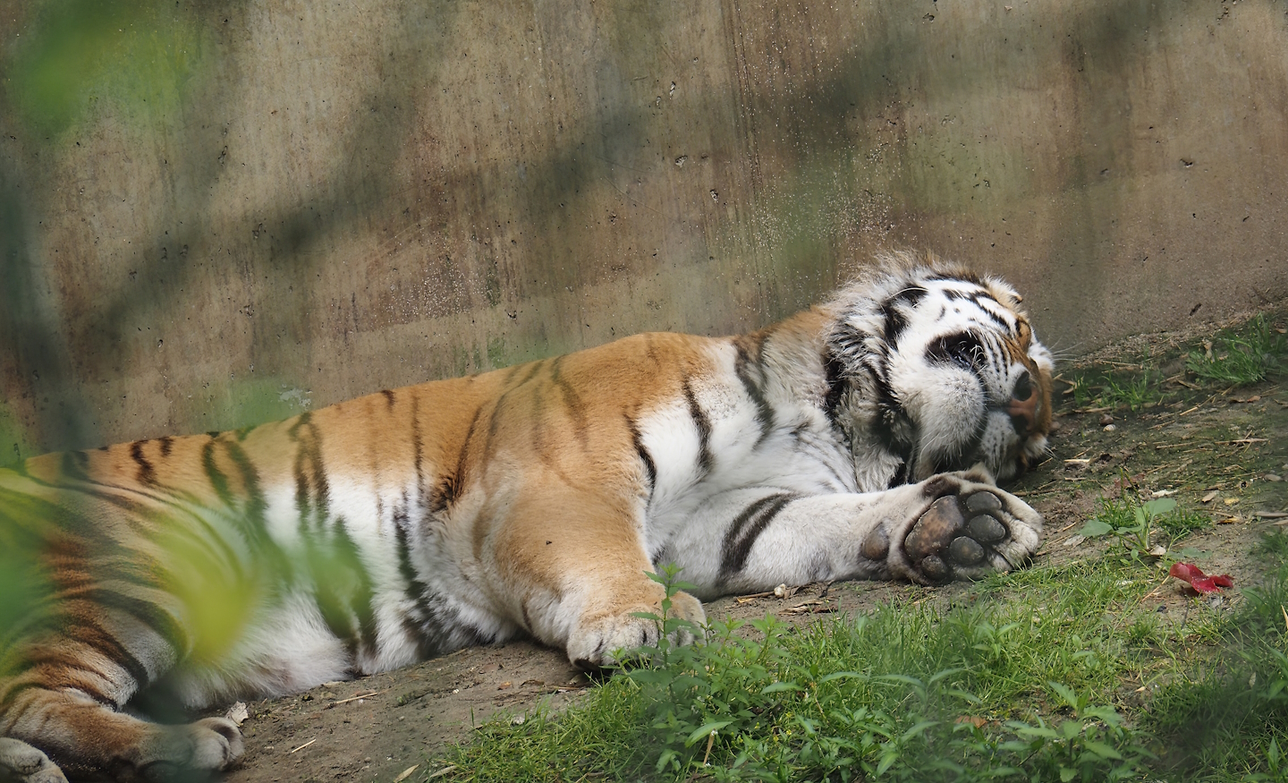 Amur tiger (Panthera tigris altaica), 2024-08-05