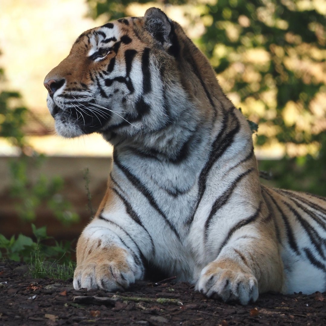 Amur tiger (Panthera tigris altaica), 2024-09-17