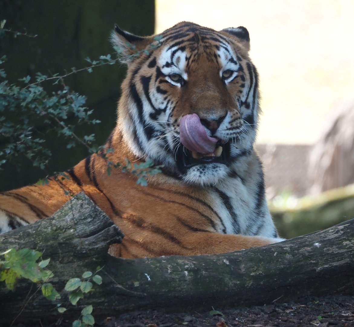 Amur tiger (Panthera tigris altaica), 2024-09-17