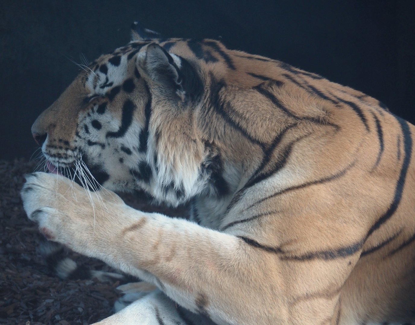 Amur tiger (Panthera tigris altaica), 2025-08-24
