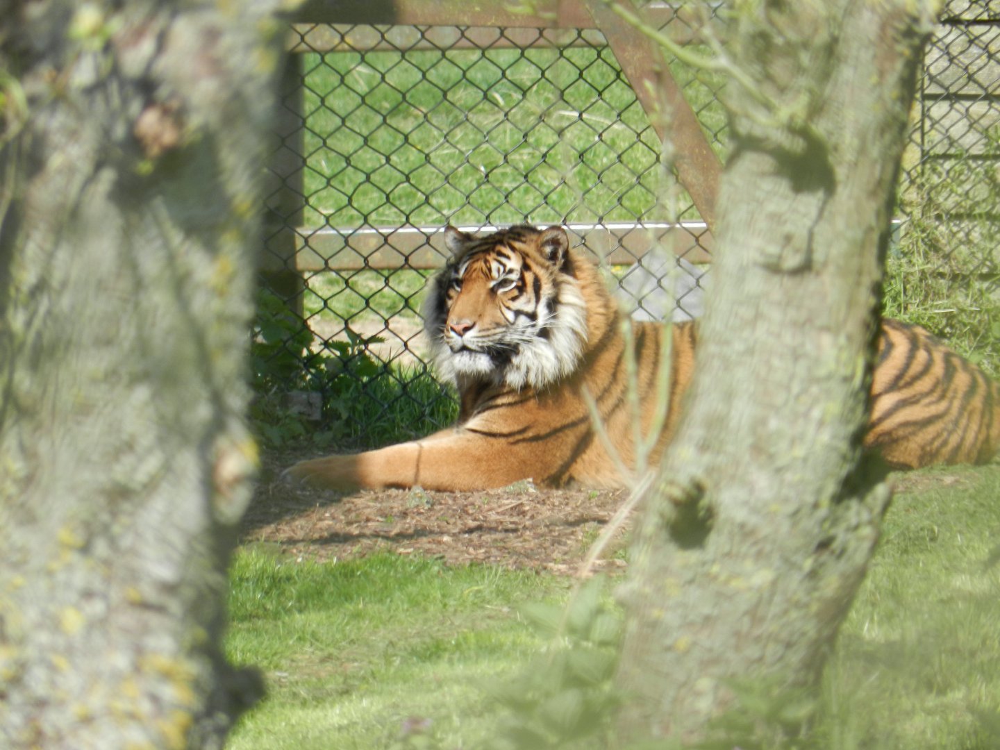 Amur Tiger (Panthera tigris altaica) at Howletts Wild Animal Park, England