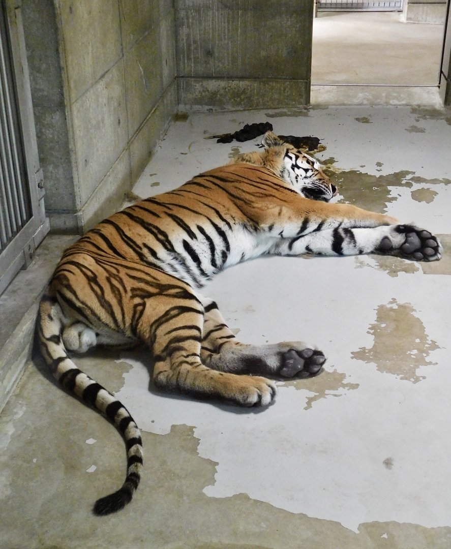 Amur Tiger (Panthera tigris altaica) August 8, 2025