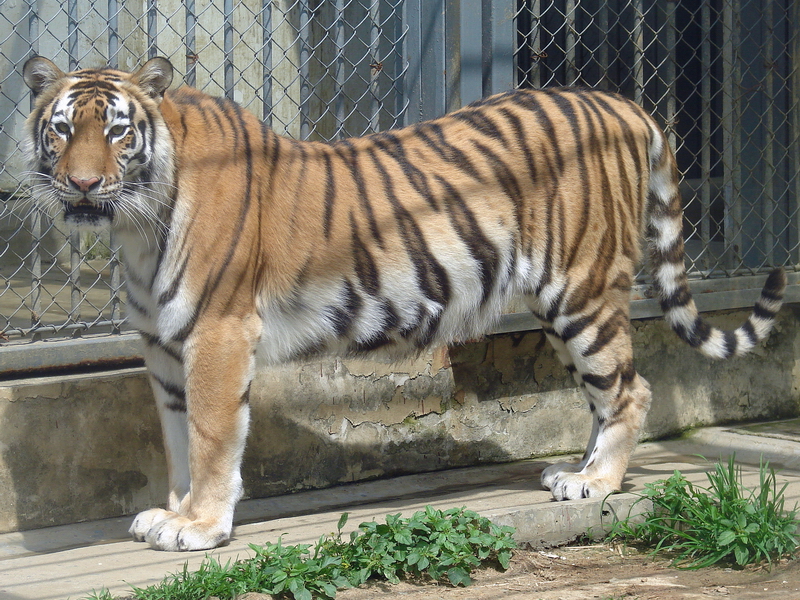 Amur Tiger / Panthera tigris altaica (female)