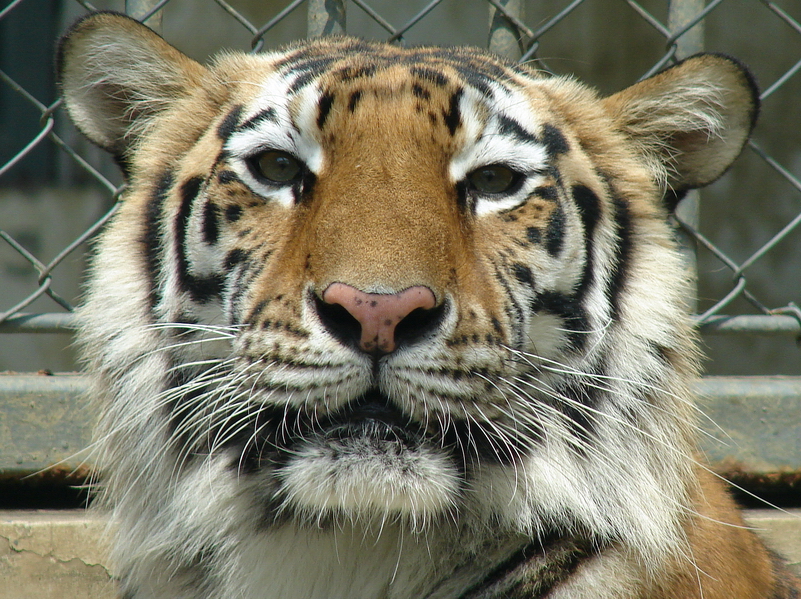 Amur Tiger / Panthera tigris altaica (female)
