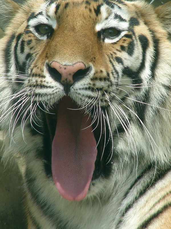 Amur Tiger / Panthera tigris altaica (female)