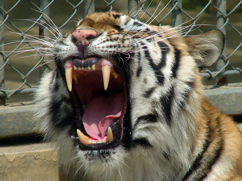 Amur Tiger / Panthera tigris altaica (female)