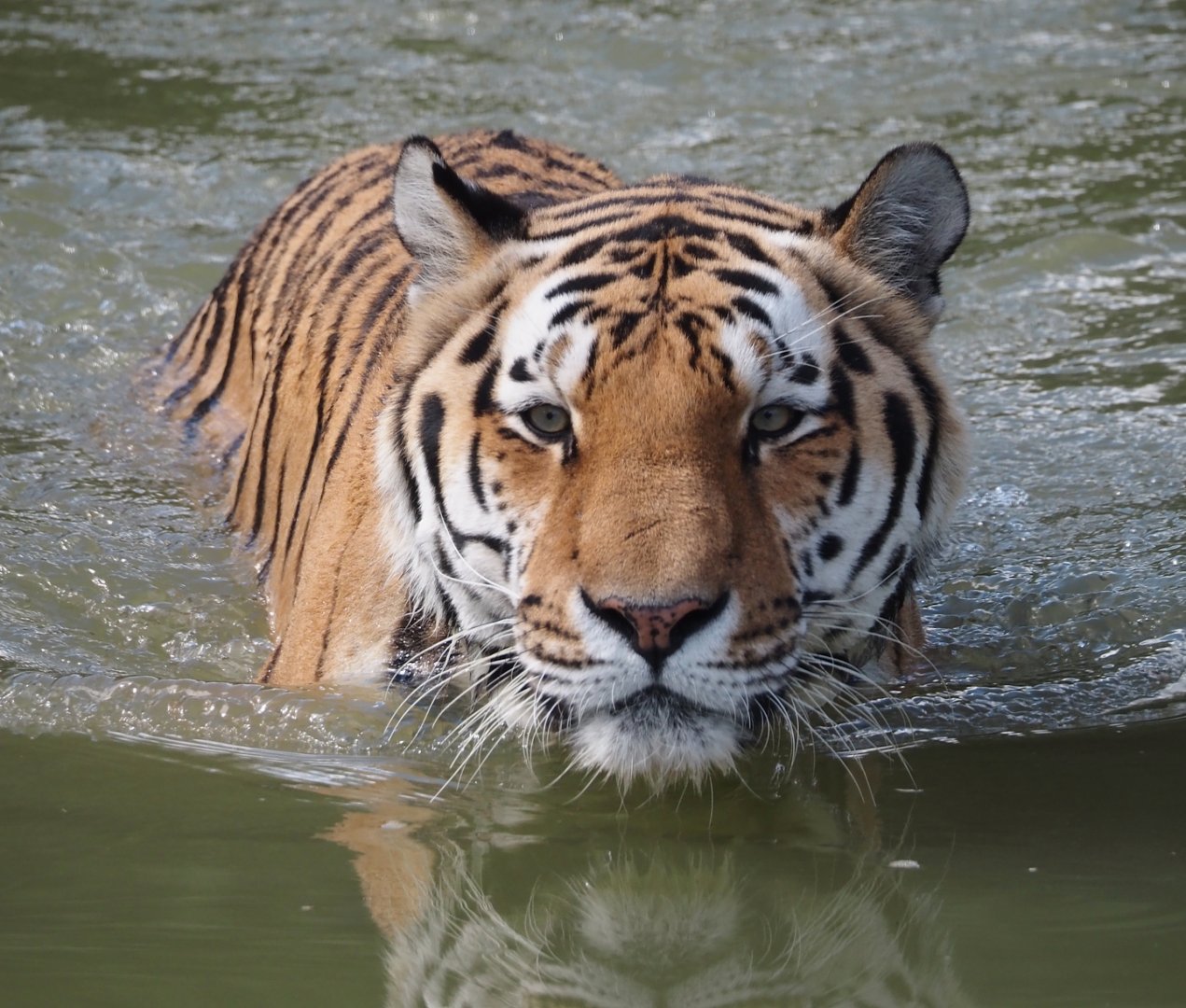 Amur tiger (Panthera tigris altaica) in the water, 2025-08-24
