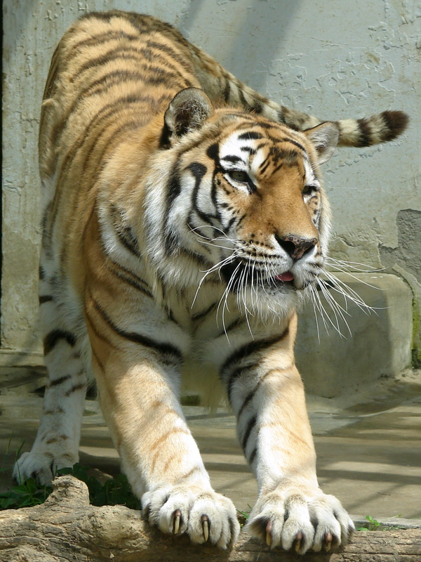 Amur Tiger / Panthera tigris altaica (male)