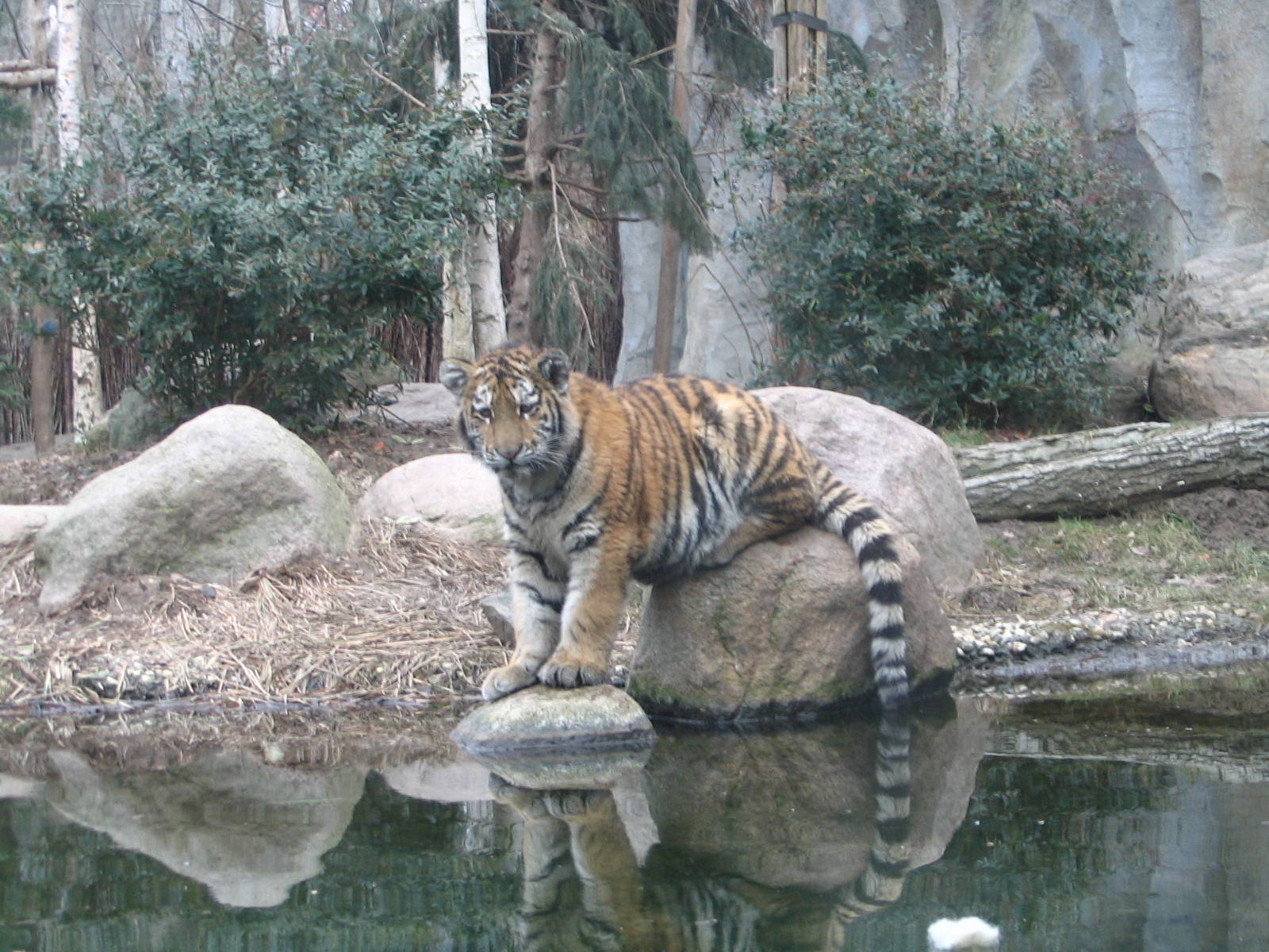 Amur Tiger (Panthera tigris altaica) offspring "Argun"