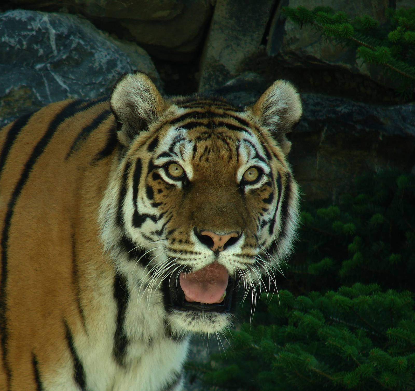 Amur tiger (Panthera tigris altaica)