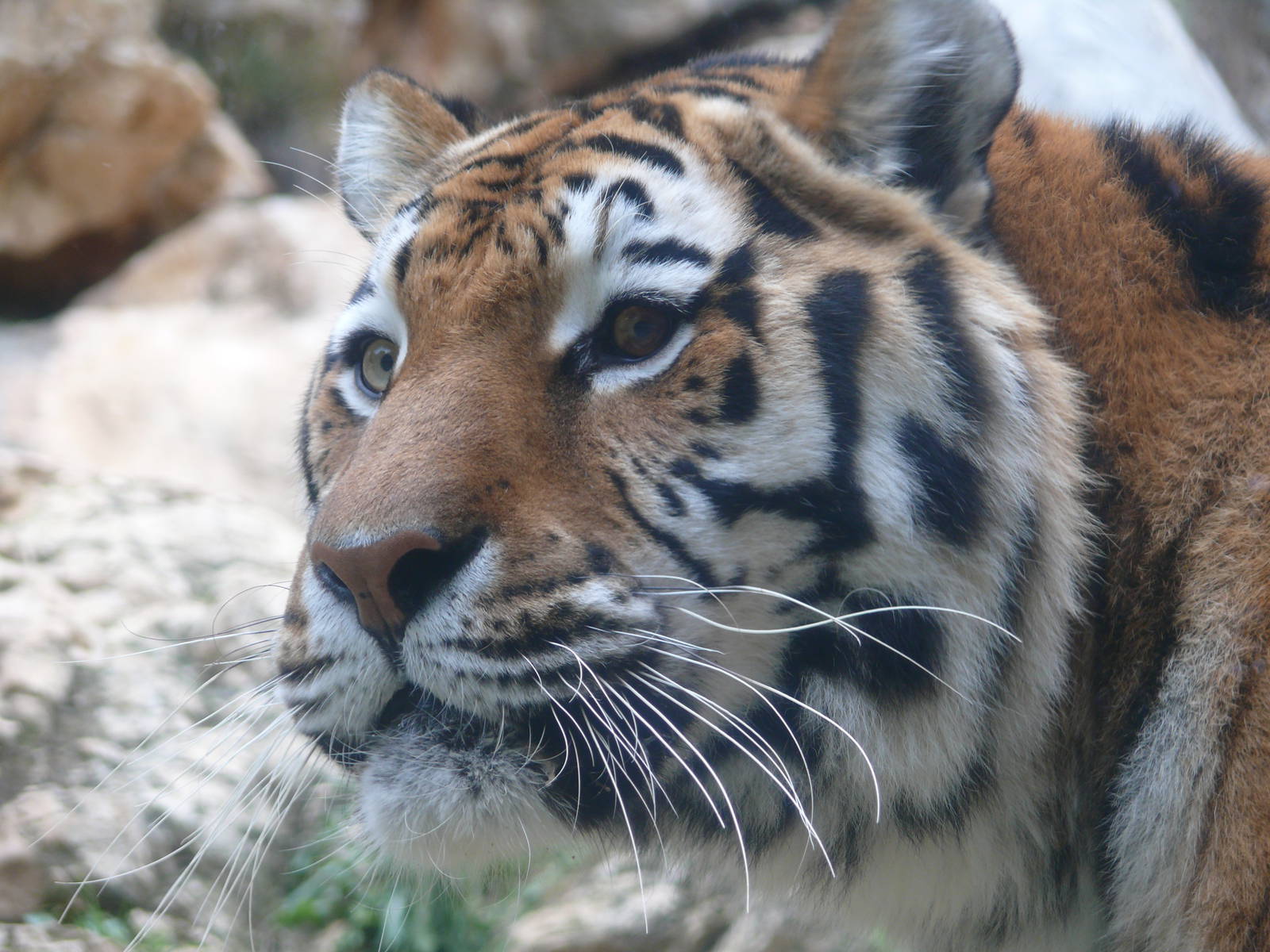 Amur Tiger (Panthera tigris altaica)