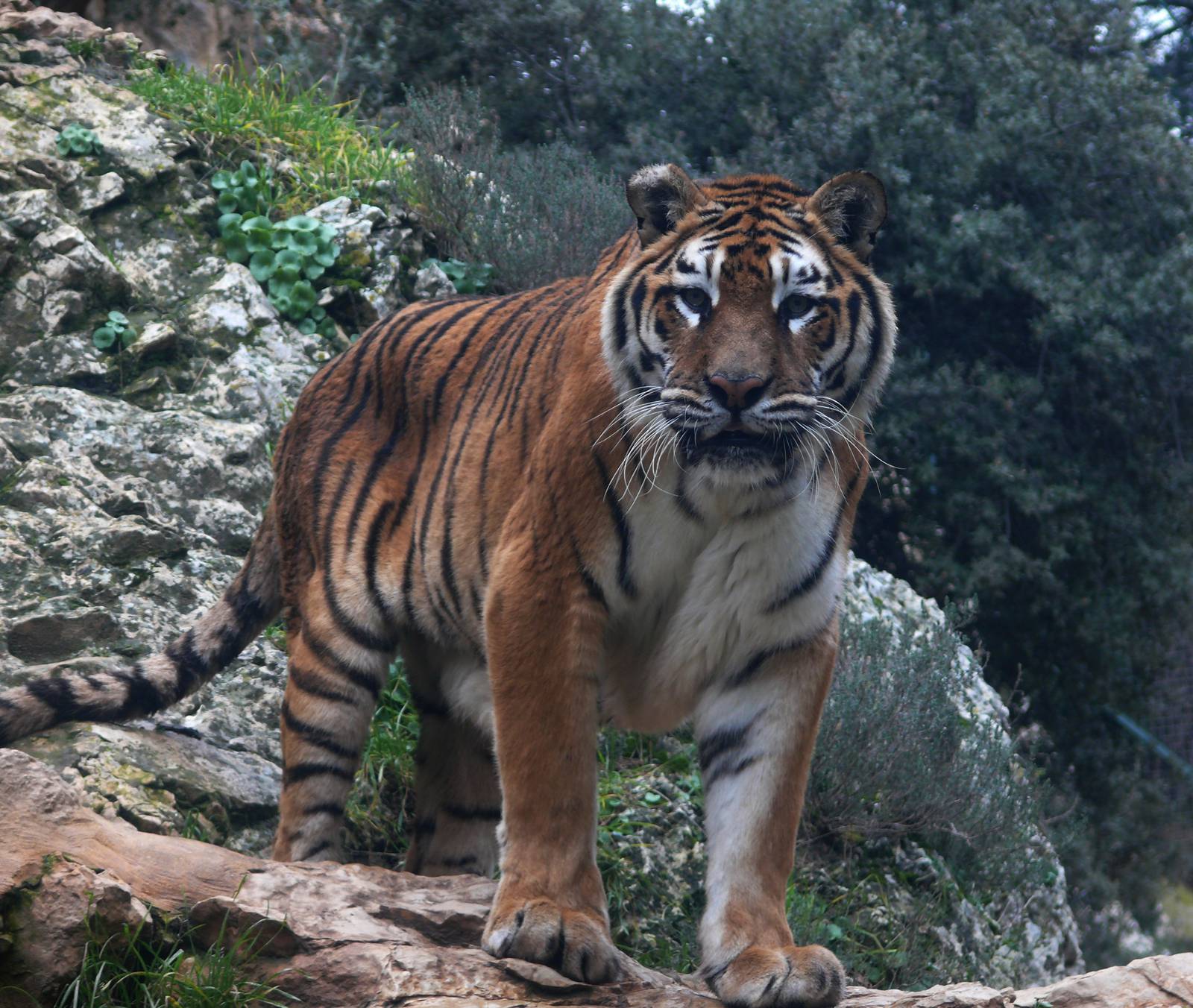Amur tiger (Panthera tigris altaica)