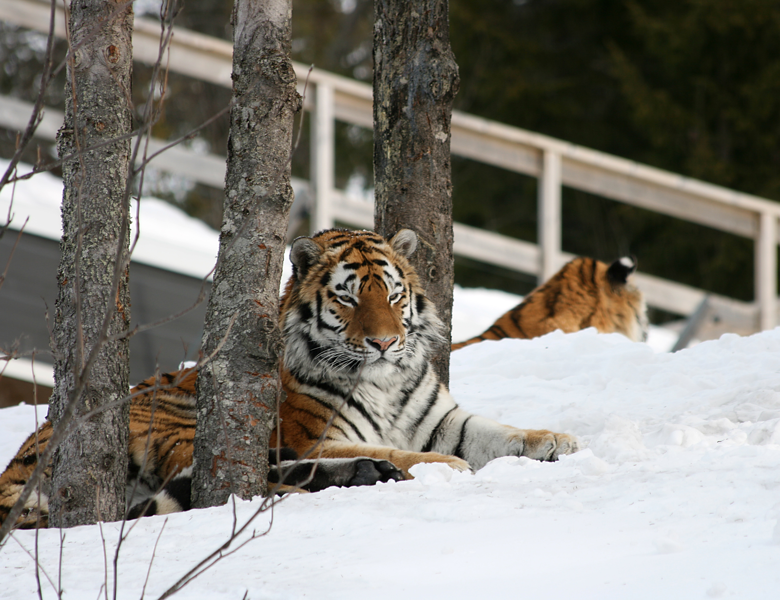 Amur tiger (Panthera tigris altaica)