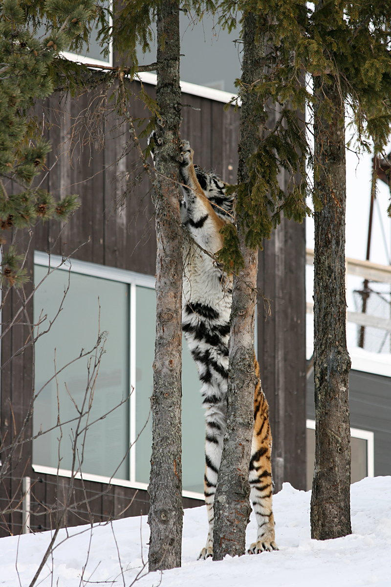 Amur tiger (Panthera tigris altaica)