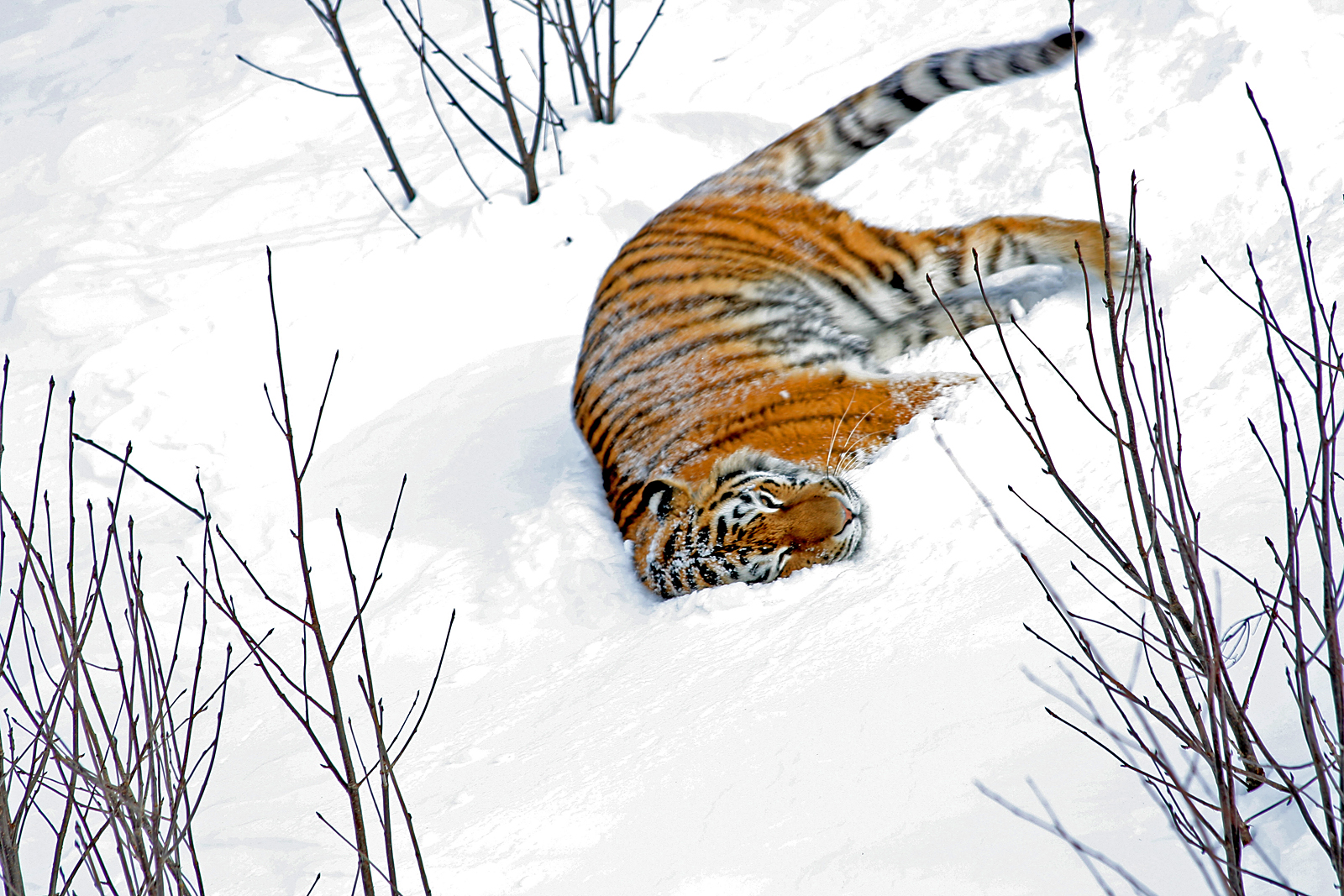 Amur tiger (Panthera tigris altaica)