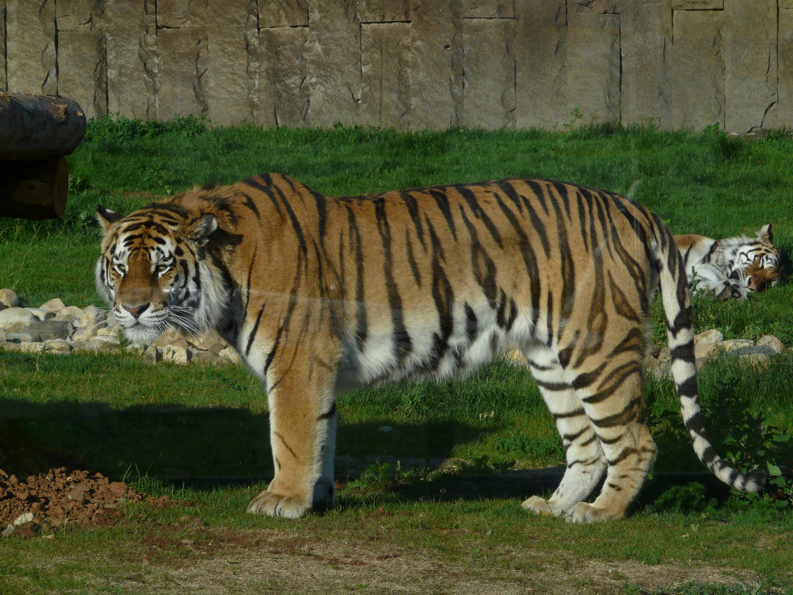 Amur tiger/ Panthera tigris altaica