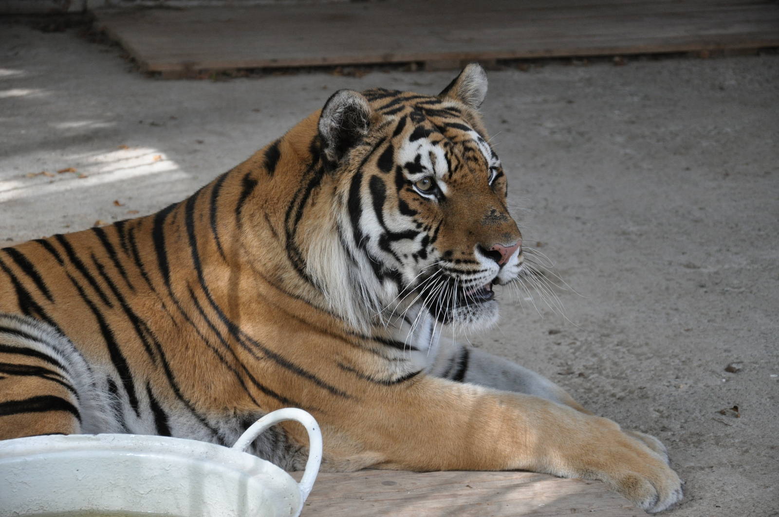 Amur tiger/ Panthera tigris altaica