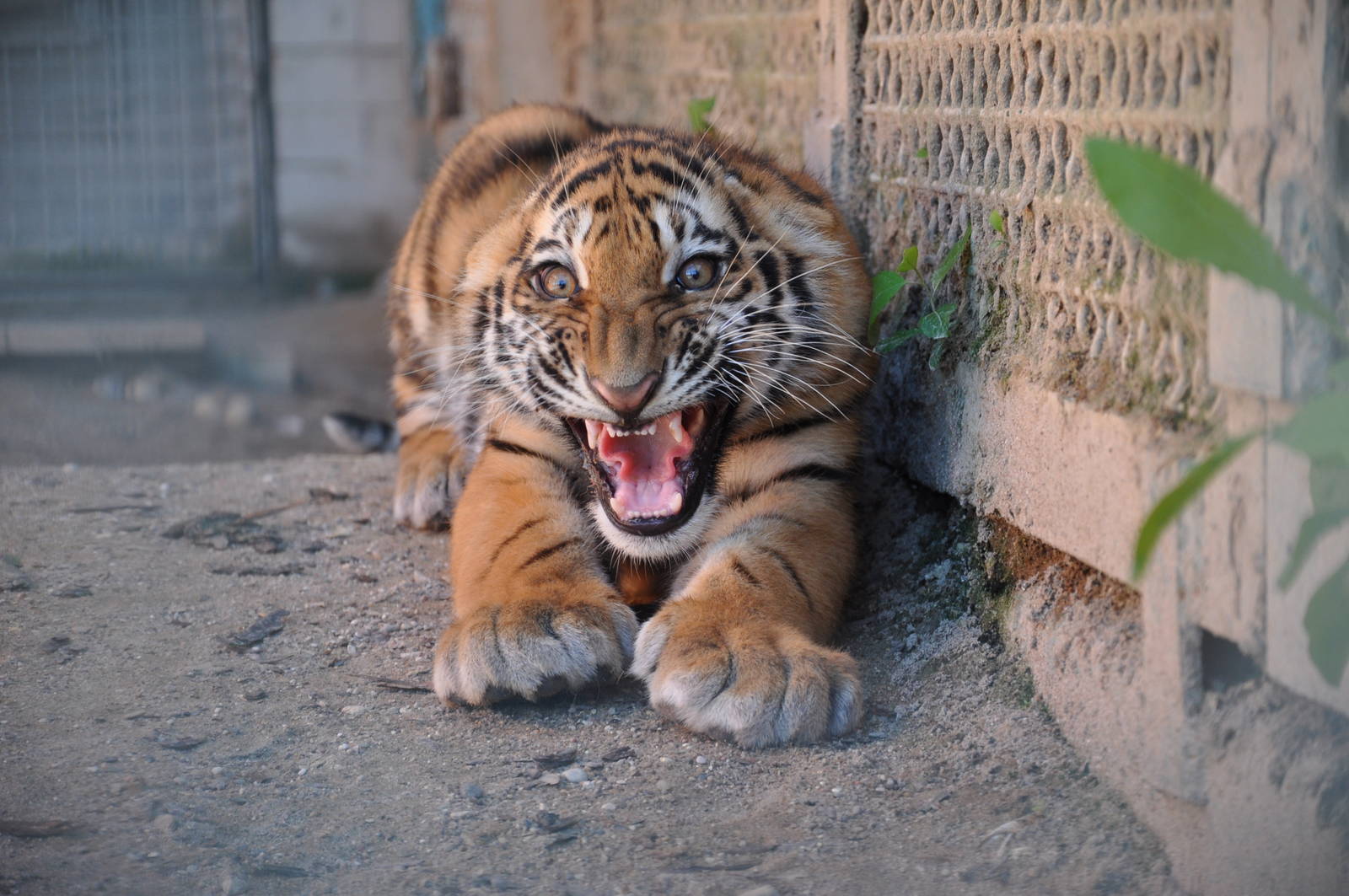 Amur tiger/ Panthera tigris altaica