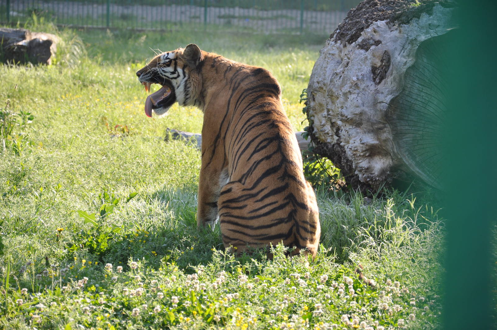 Amur tiger/ Panthera tigris altaica