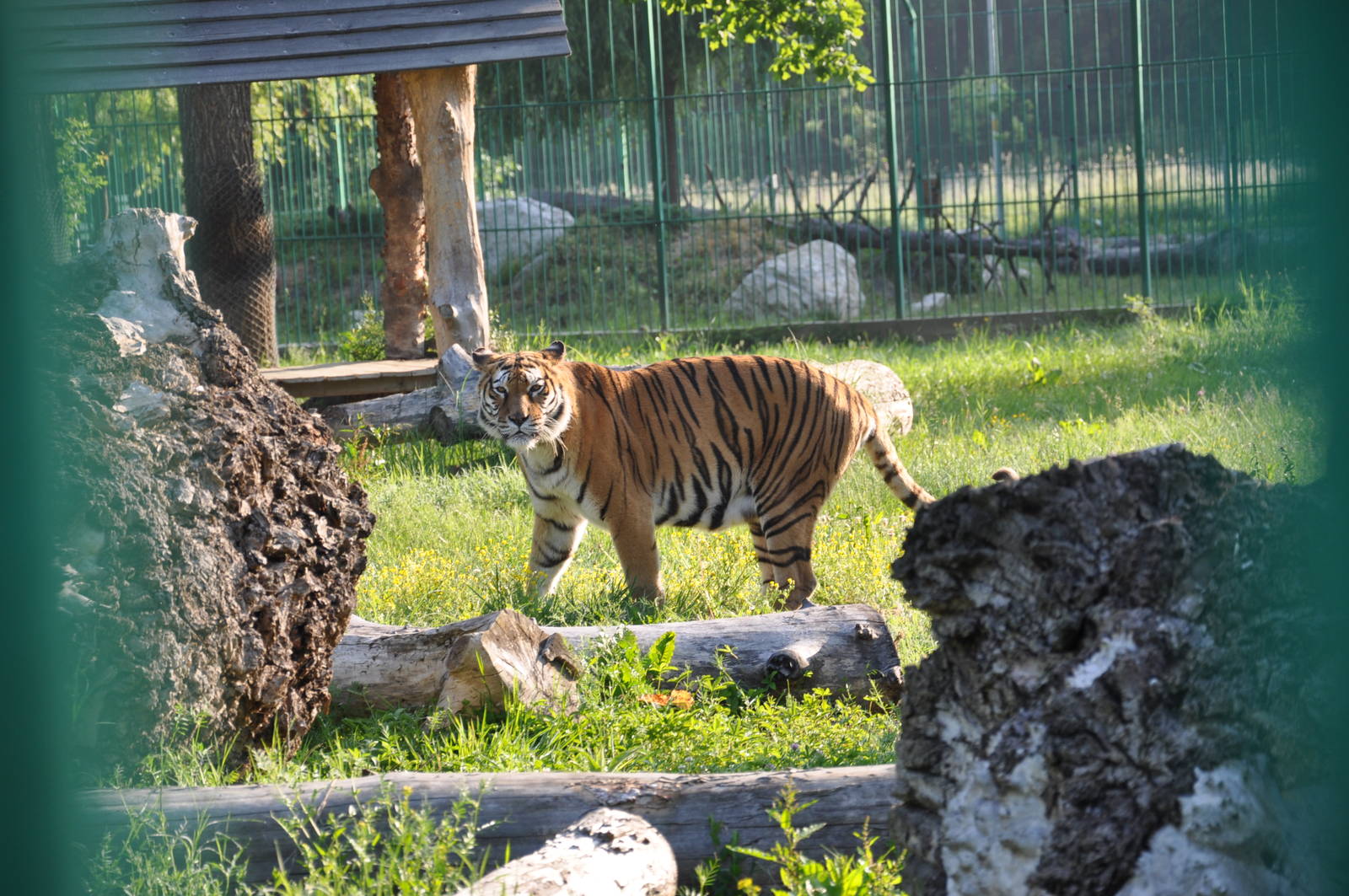 Amur tiger/ Panthera tigris altaica