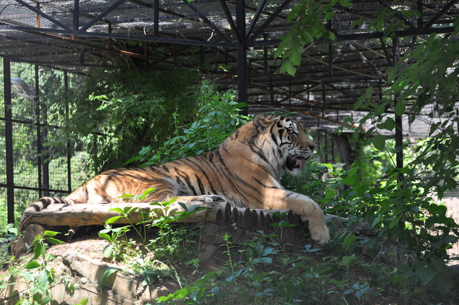 Amur tiger/ Panthera tigris altaica