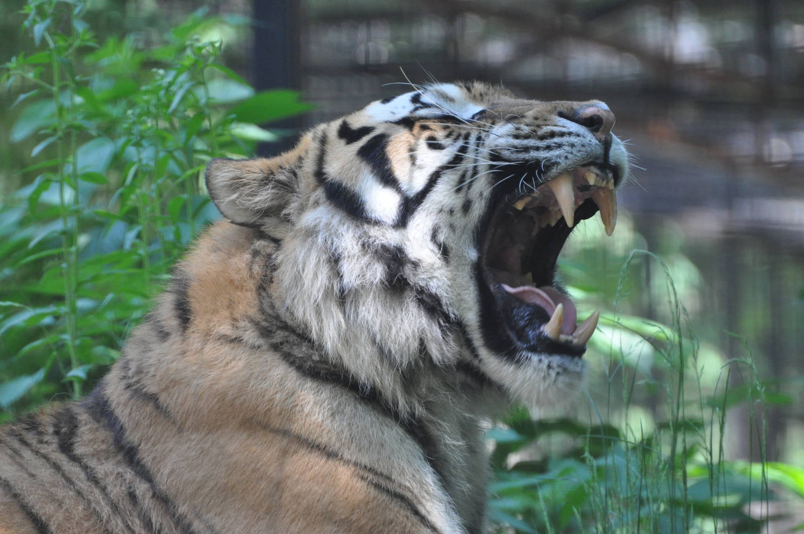 Amur tiger/ Panthera tigris altaica