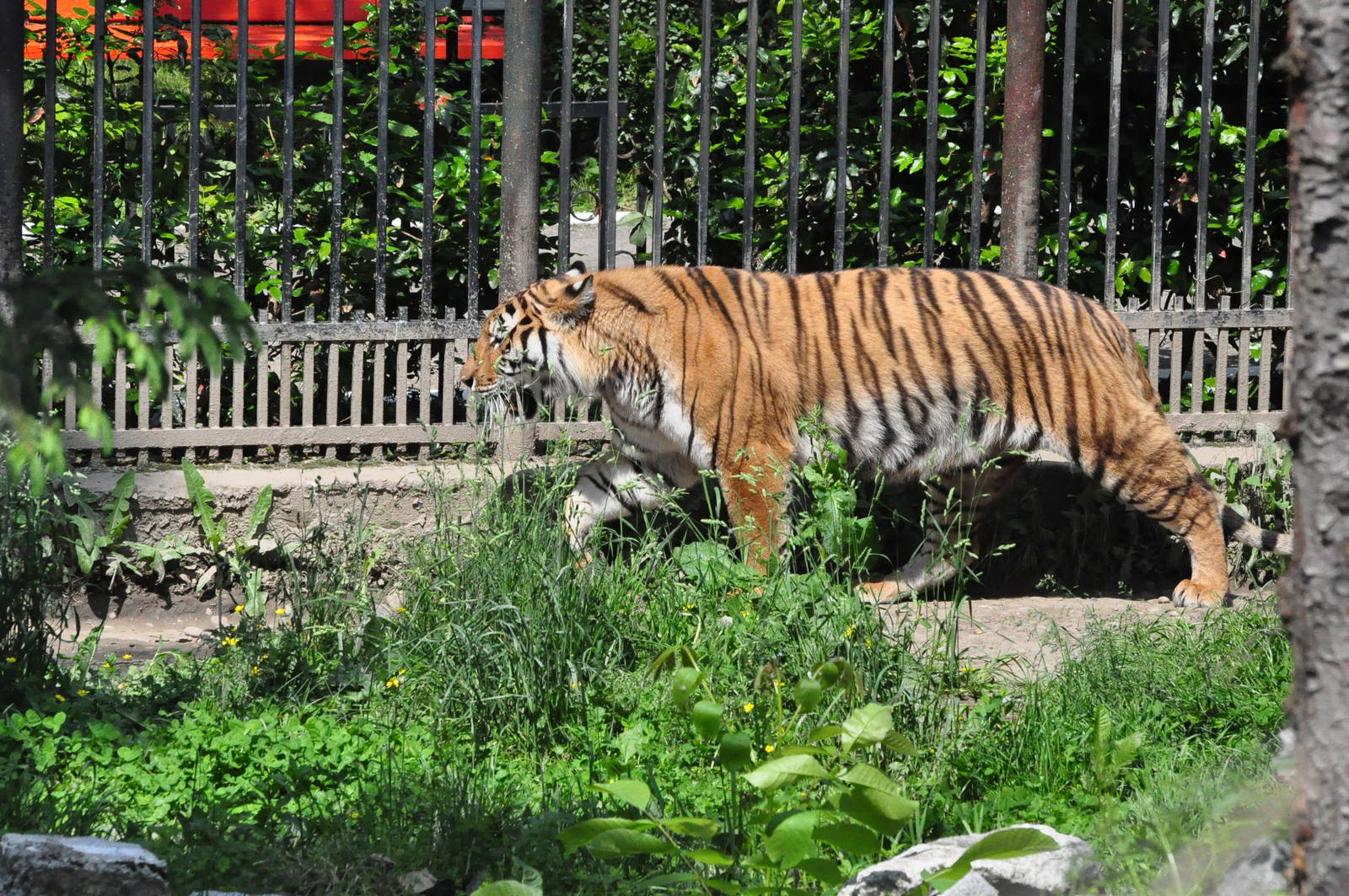 Amur tiger/ Panthera tigris altaica