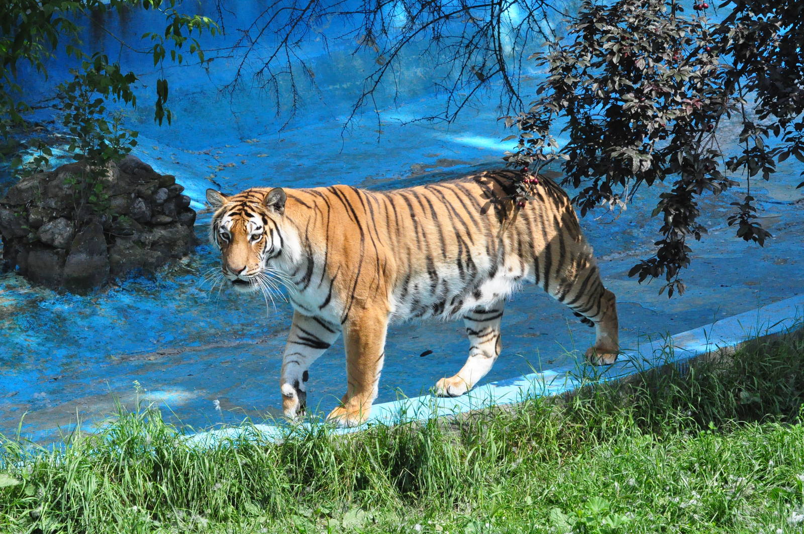 Amur tiger/ Panthera tigris altaica