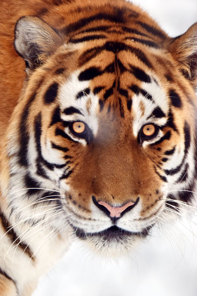 Amur tiger (Panthera tigris altaica)