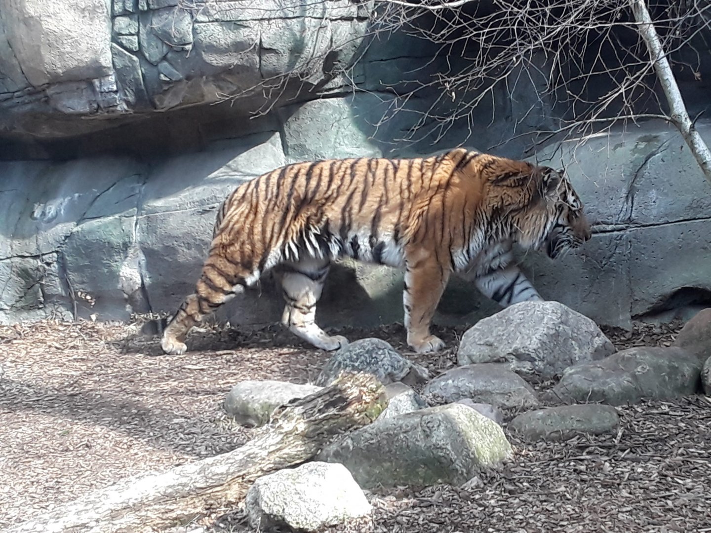 Amur Tiger (Panthera tigris altaica)